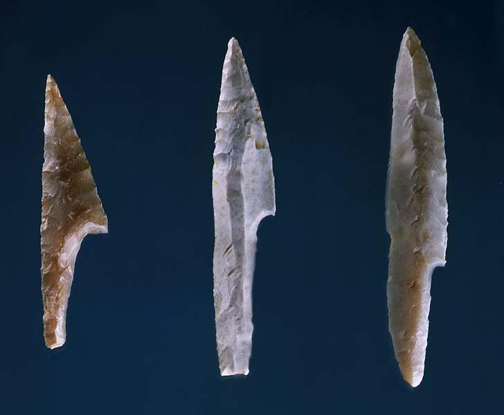 palflech.jpg